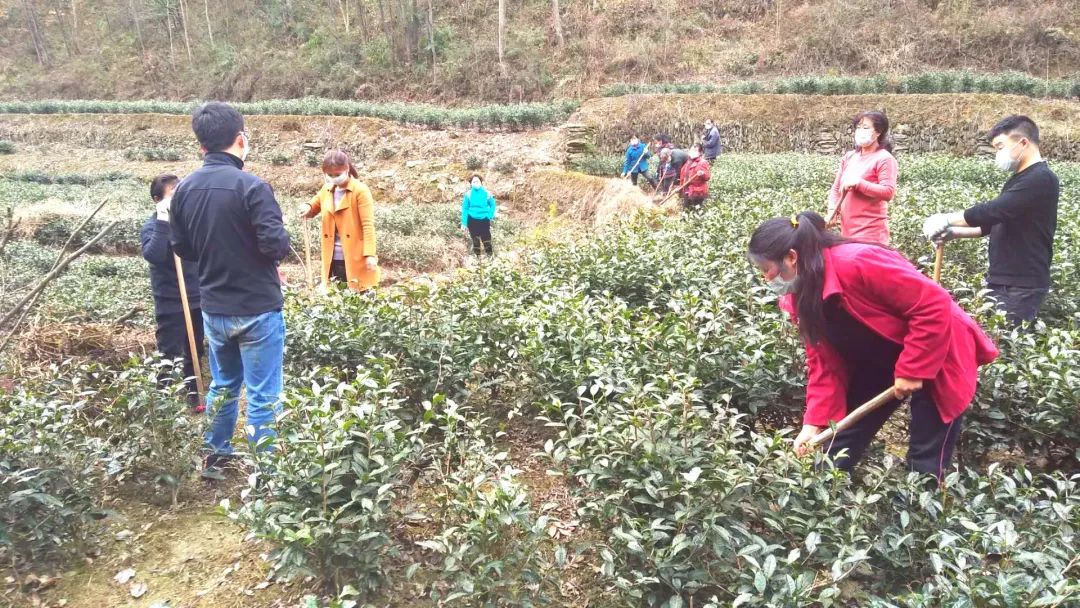 春意浓富硒茶(春浓茶业)-硒宝网