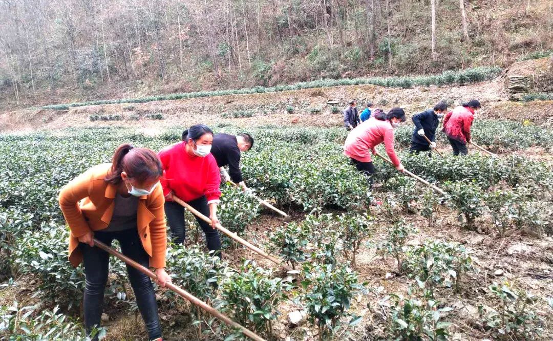 春意浓富硒茶(春浓茶业)-硒宝网