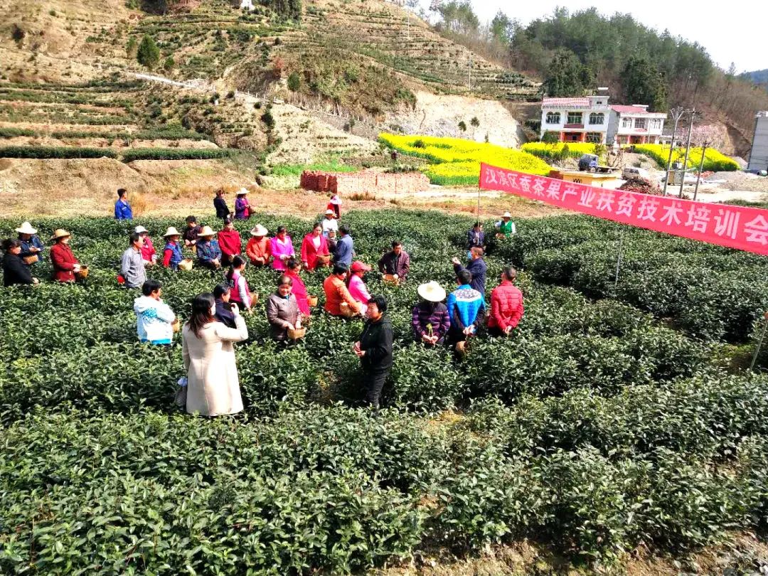 春意浓富硒茶(春浓茶业)-硒宝网