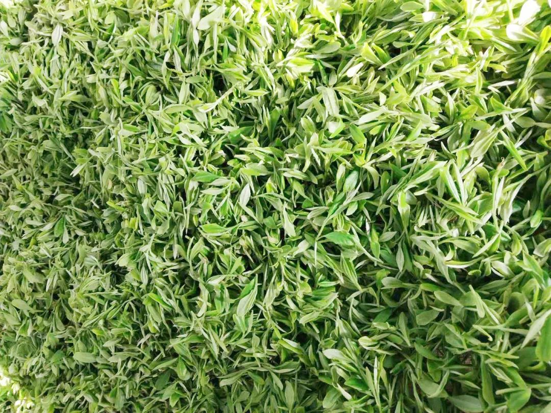 春意浓富硒茶(春浓茶业)-硒宝网