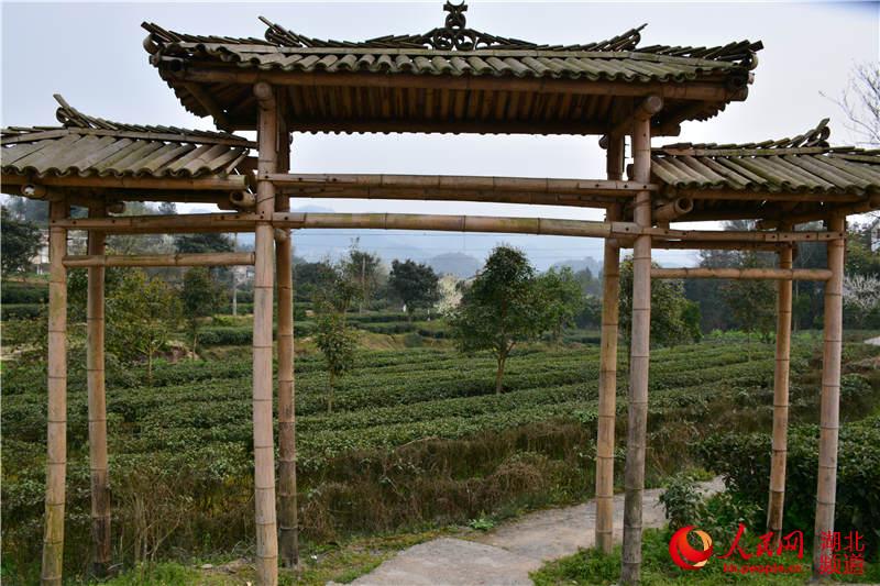 卖富硒茶主播（富硒茶贵吗）-硒宝网