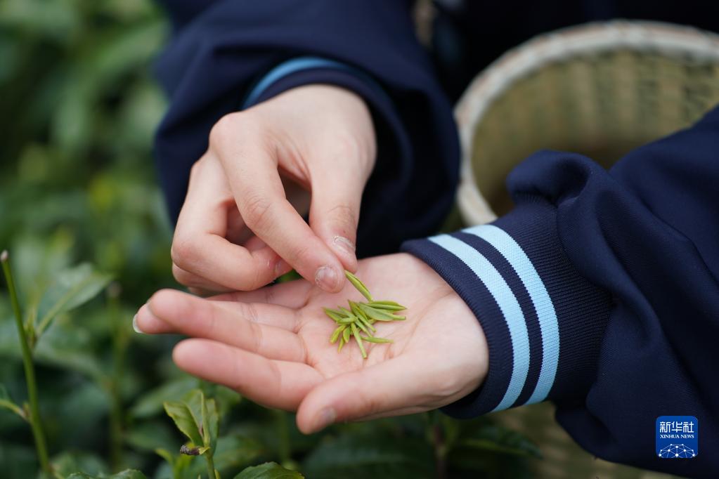 大河镇富硒茶（大河茶都）-硒宝网