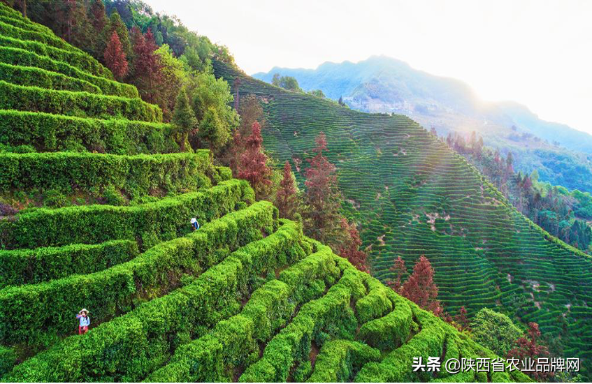 富硒茶伤胃吗(喝富硒茶)-硒宝网