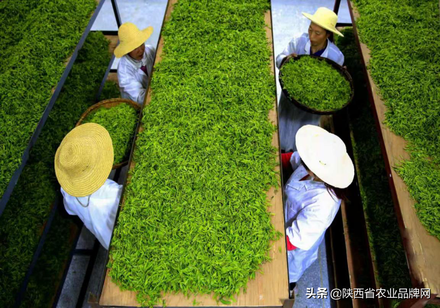 富硒茶伤胃吗(喝富硒茶)-硒宝网