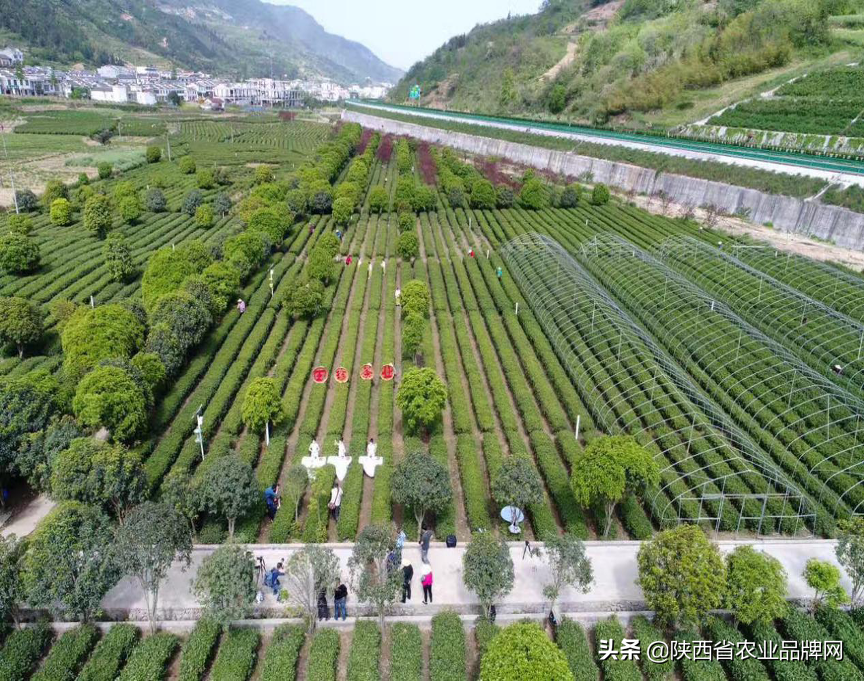 富硒茶伤胃吗(喝富硒茶)-硒宝网