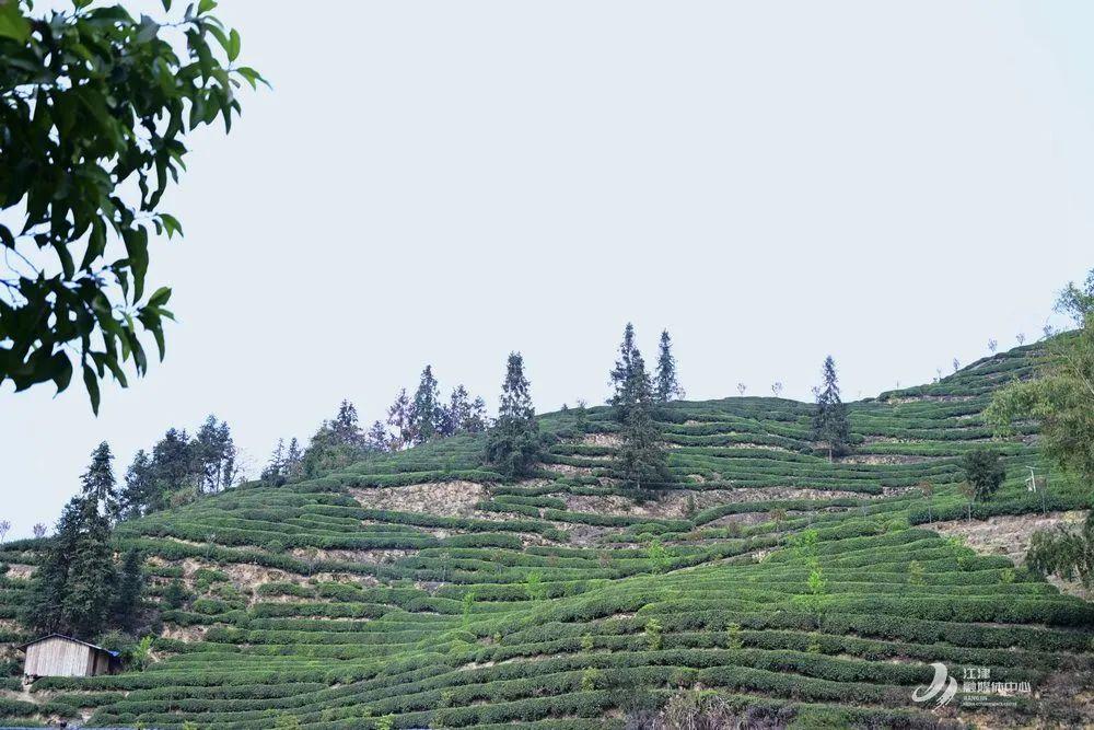 猫山富硒茶采（仙寓山富硒野茶）-硒宝网