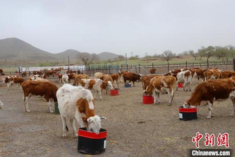内蒙古富硒茶（内蒙古富硒土壤分布图）-硒宝网