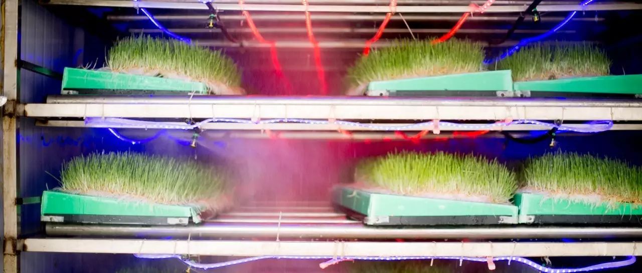 喝富硒大麦茶(喝大麦茶富硒会胖吗)-硒宝网