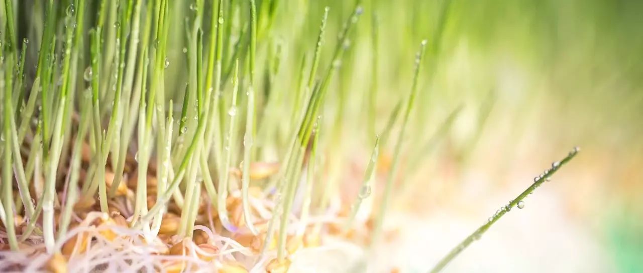 喝富硒大麦茶(喝大麦茶富硒会胖吗)-硒宝网