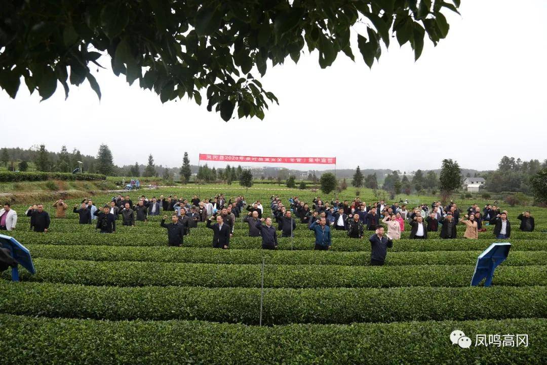 仁怀富锌硒茶(富锌富硒茶)-硒宝网