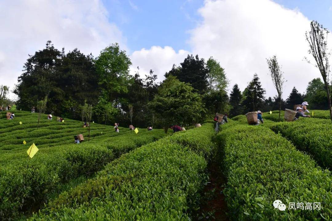 仁怀富锌硒茶(富锌富硒茶)-硒宝网