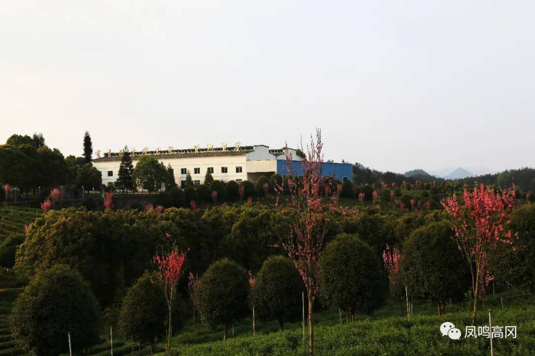 仁怀富锌硒茶(富锌富硒茶)-硒宝网