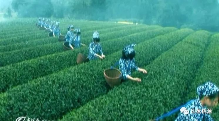 马坡村富硒茶（富硒茶走廊）-硒宝网