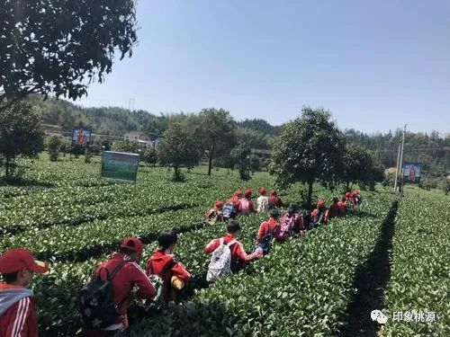 马坡村富硒茶（富硒茶走廊）-硒宝网