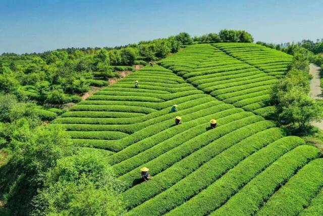 紫阳富硒茶赋（紫阳富硒茶制作工艺）-硒宝网