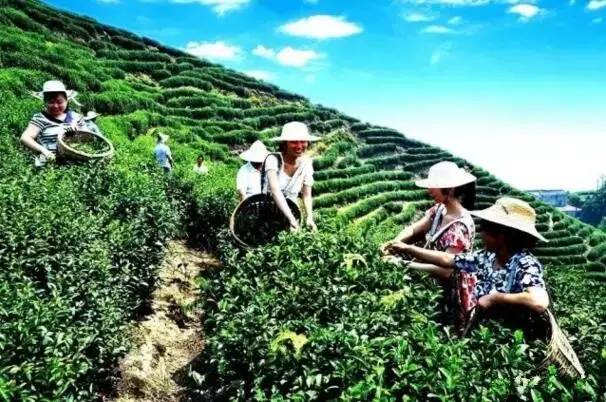 猫山富硒茶采（恩施富硒茶属于什么茶）-硒宝网