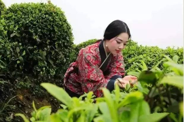 猫山富硒茶采（恩施富硒茶属于什么茶）-硒宝网