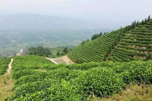 猫山富硒茶采（恩施富硒茶属于什么茶）-硒宝网