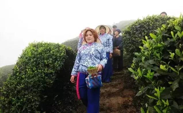 猫山富硒茶采（恩施富硒茶属于什么茶）-硒宝网