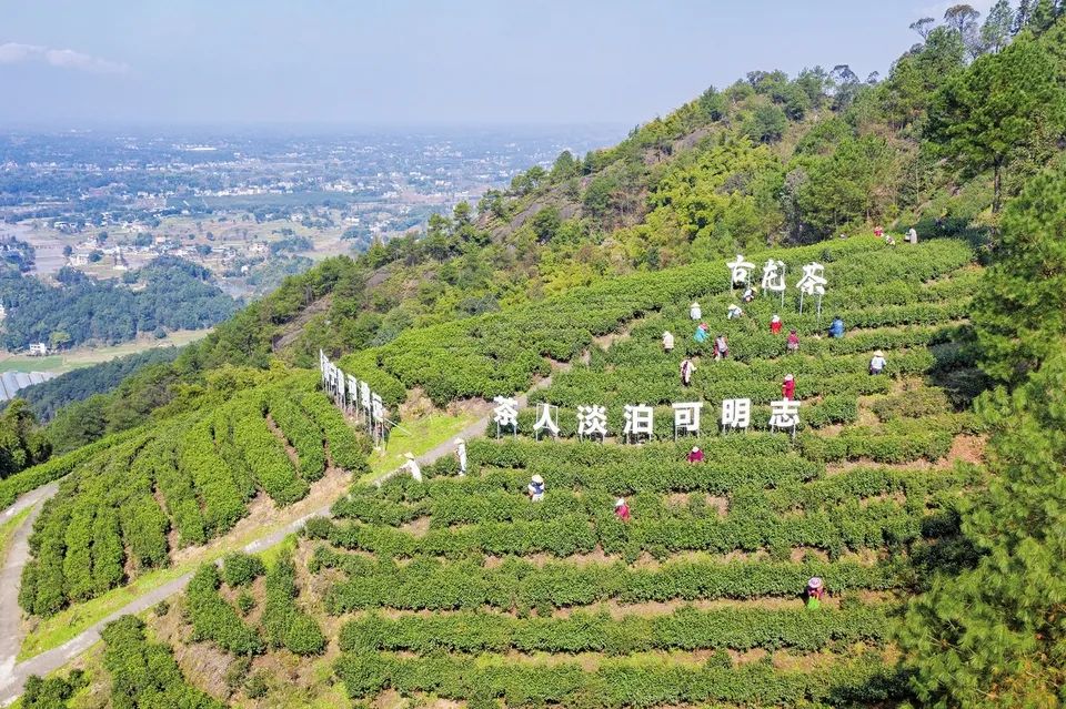 春意浓富硒茶(春意浓茶叶)-硒宝网