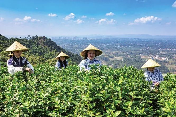 春意浓富硒茶(春意浓茶叶)-硒宝网