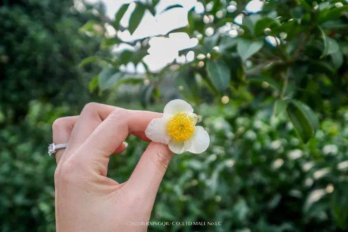 富硒茶仙寓山（仙寓山富硒村）-硒宝网