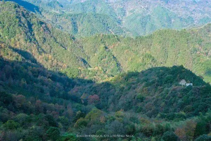 富硒茶仙寓山（仙寓山富硒村）-硒宝网