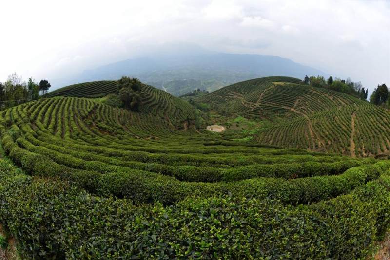 猫山富硒茶采(仙人尖仙寓山富硒野茶)-硒宝网