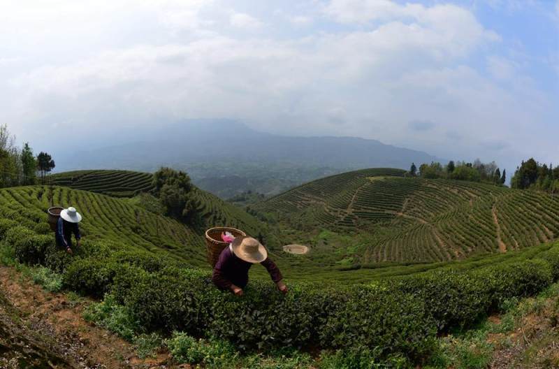 猫山富硒茶采(仙人尖仙寓山富硒野茶)-硒宝网