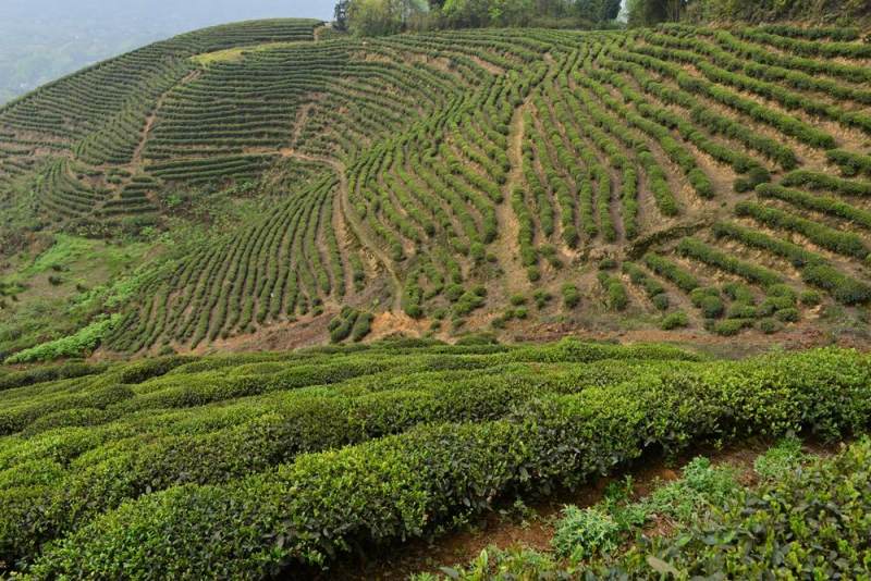 猫山富硒茶采(仙人尖仙寓山富硒野茶)-硒宝网