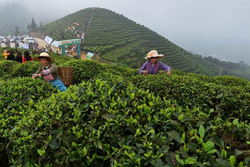 猫山富硒茶采(仙人尖仙寓山富硒野茶)-硒宝网