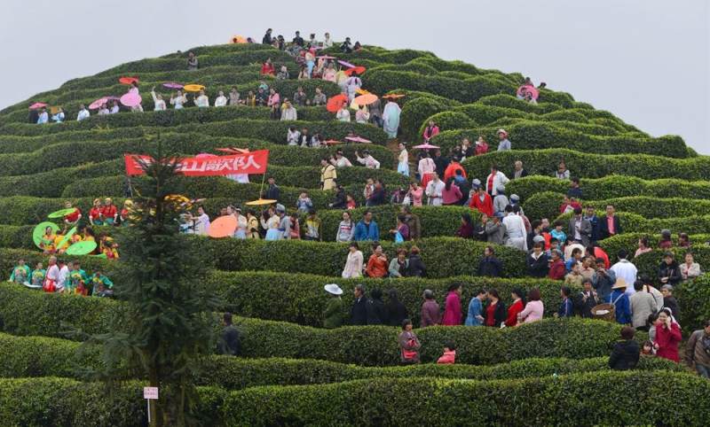 猫山富硒茶采(仙人尖仙寓山富硒野茶)-硒宝网
