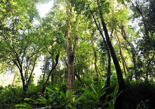 韩城市富硒茶（富硒茶之乡）-硒宝网
