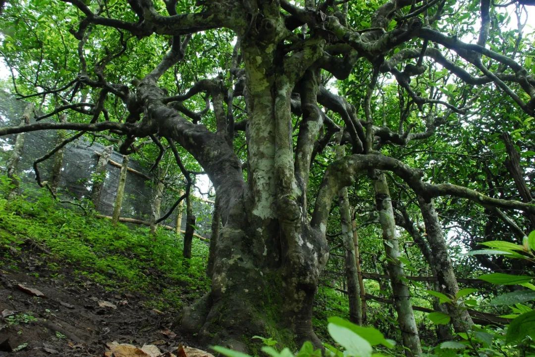 韩城市富硒茶（富硒茶之乡）-硒宝网