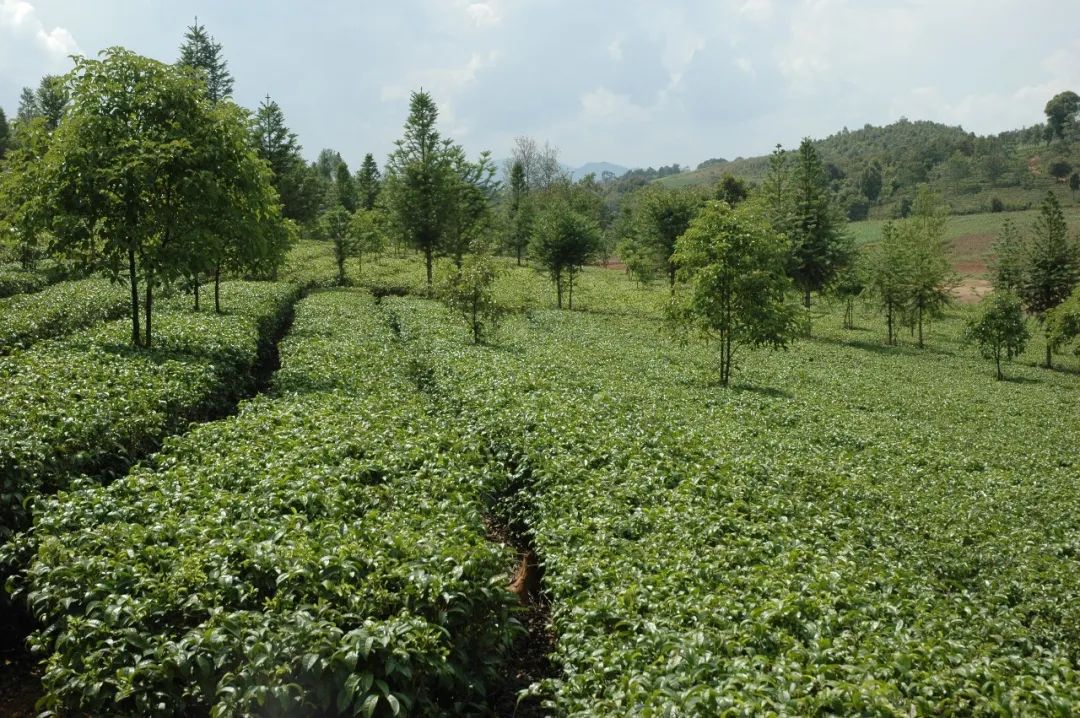 韩城市富硒茶（富硒茶之乡）-硒宝网