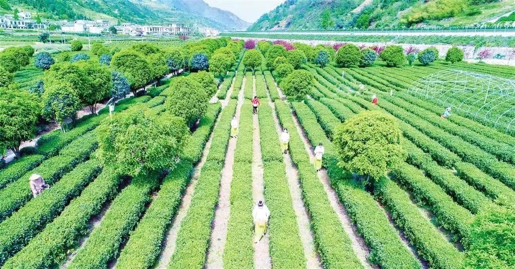 富硒茶解说词（富硒茶营销策划方案）-硒宝网