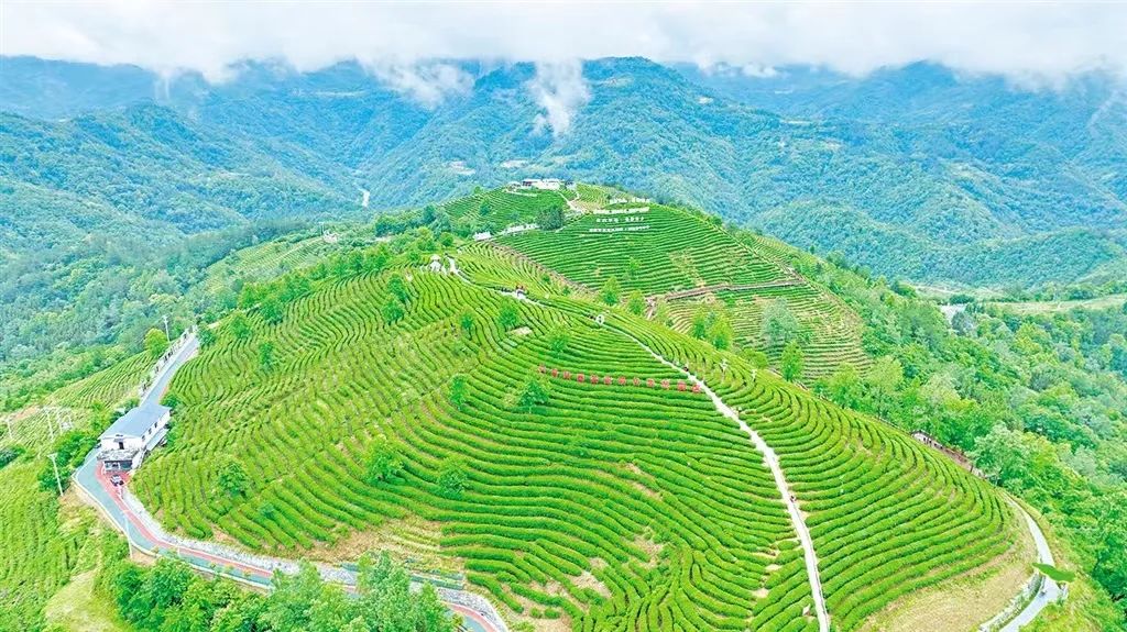 富硒茶解说词（富硒茶营销策划方案）-硒宝网