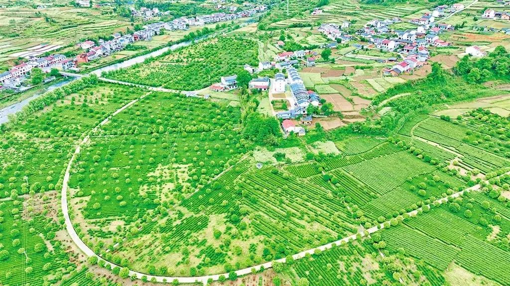 富硒茶解说词（富硒茶营销策划方案）-硒宝网