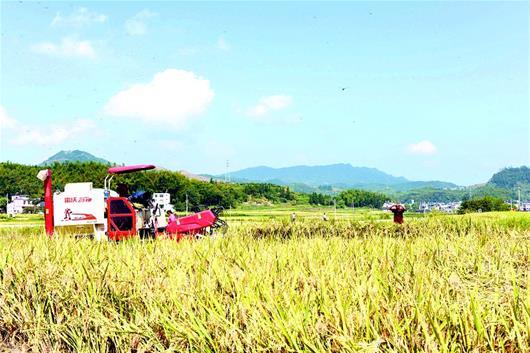 内蒙古富硒茶(内蒙古富硒小米)-硒宝网