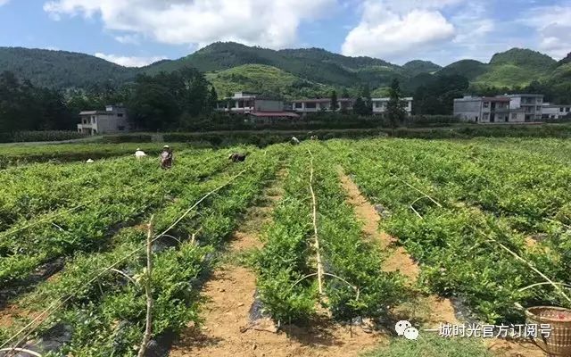 富硒小稀藤茶（富硒藤茶多少钱一斤）-硒宝网