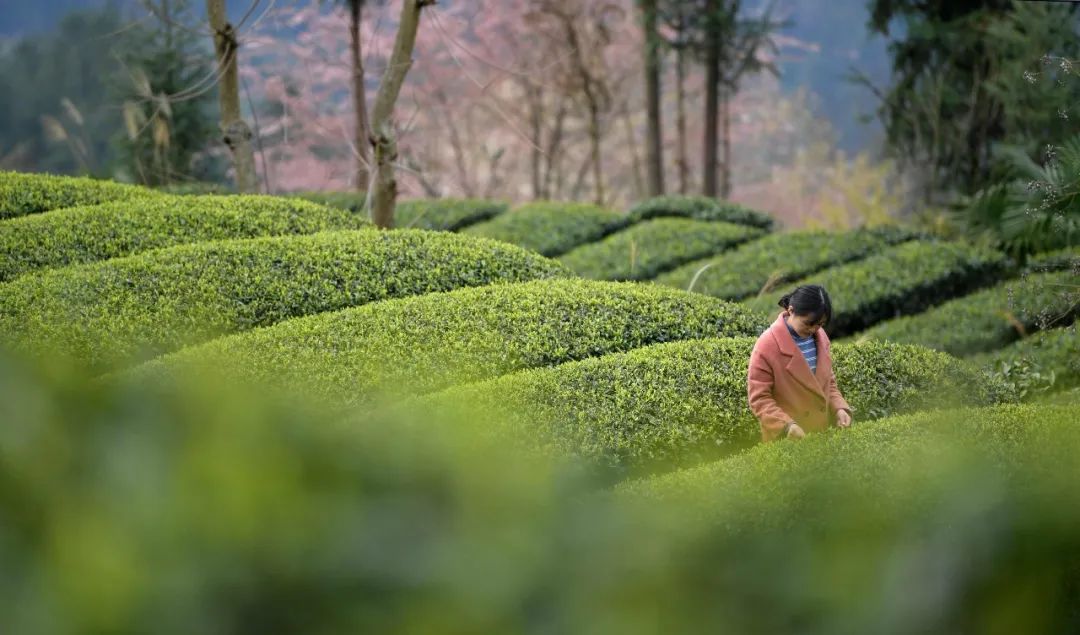 宣恩县富硒茶（恩施富硒茶）-硒宝网