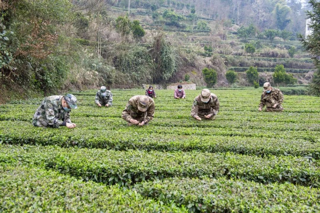 宣恩县富硒茶（恩施富硒茶）-硒宝网