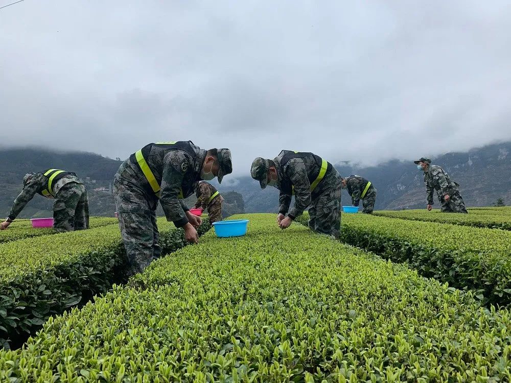 宣恩县富硒茶（恩施富硒茶）-硒宝网