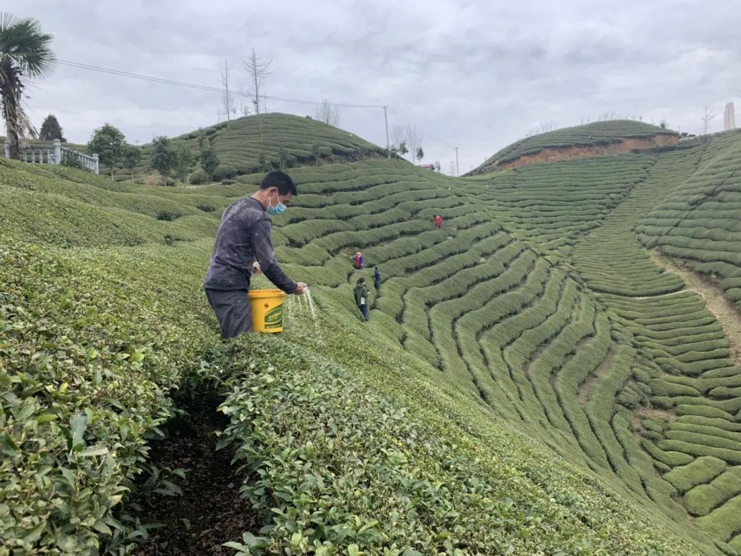 宣恩县富硒茶（恩施富硒茶）-硒宝网