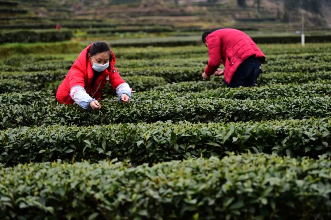 宣恩县富硒茶（恩施富硒茶）-硒宝网