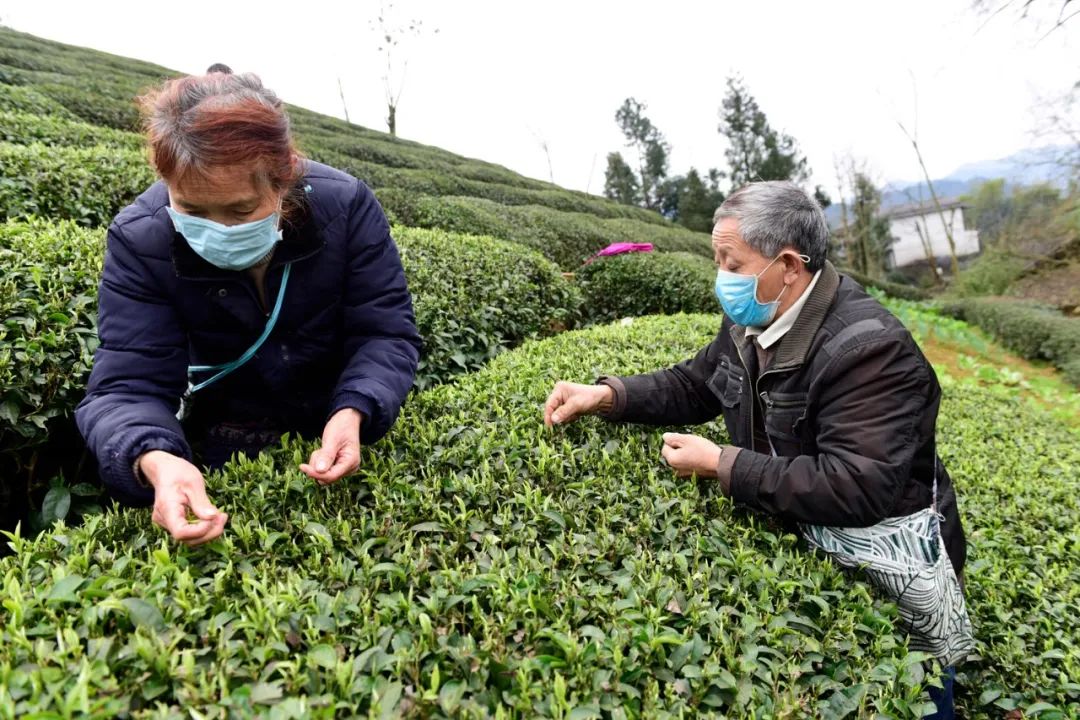 宣恩县富硒茶（恩施富硒茶）-硒宝网