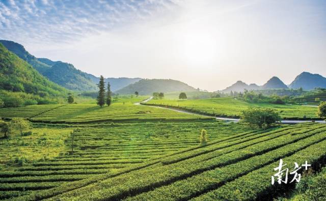 龙场春富硒茶(富硒龙井茶)-硒宝网