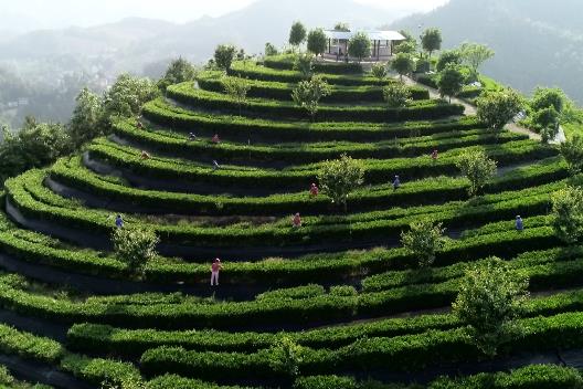 龙场春富硒茶(富硒龙井茶)-硒宝网