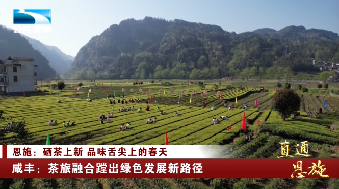 宣恩县富硒茶(恩施富硒茶硒含量)-硒宝网