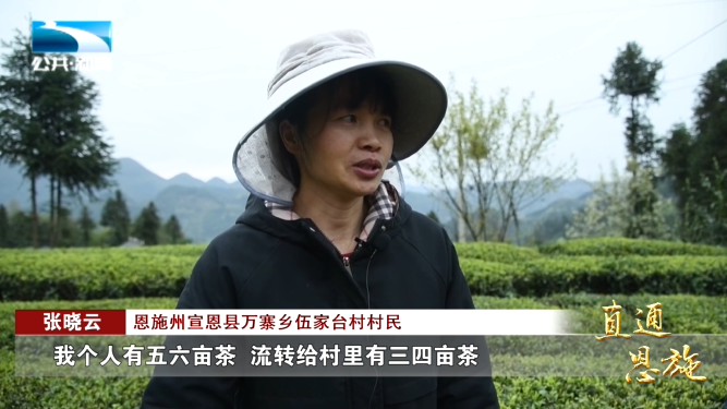 宣恩县富硒茶(恩施富硒茶硒含量)-硒宝网